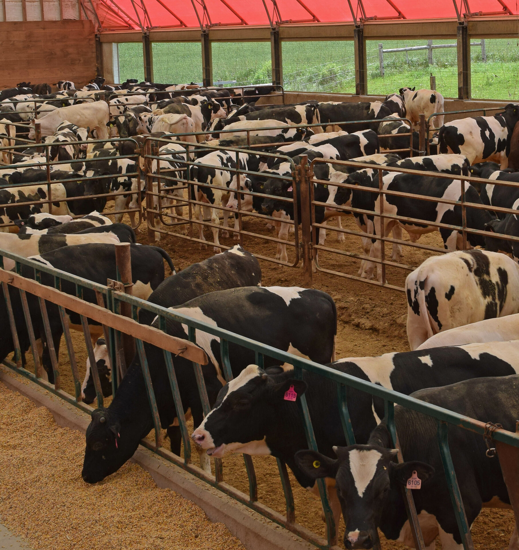 Profile Veal Farmers of Ontario Canadian Beef Cattle CheckOff